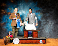 Sealyham Terrier #6 Sun Dr Gareth Morgan Jones