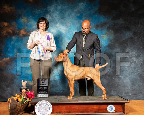 Viszla #5 Sun BOS Judge Danelle Brown-SSR_7119-Mrshl2019-HR3