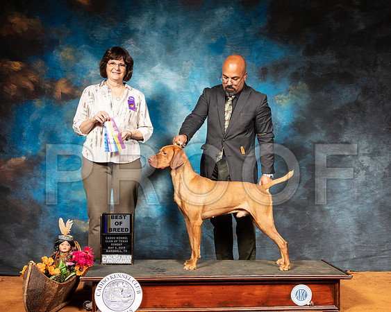 Viszla #5 Sun BOS Judge Danelle Brown-SSR_7120-Mrshl2019-HR3