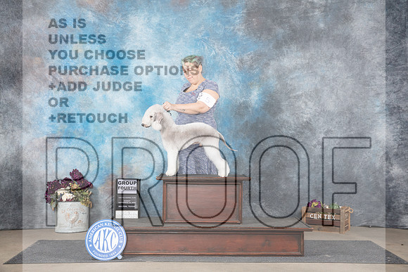 Bedlington Terrier #5 Sun G4 Judge Del Richards__JP_7904_Belton_2024_HR3