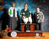 Papillon Sat Best Vet Judge Nancy Simmons