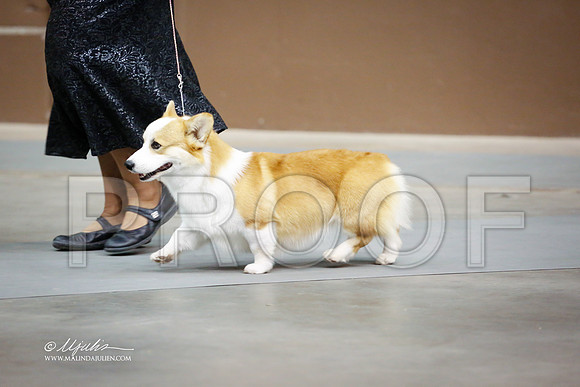 CorgPW-4085-SANov13-HR