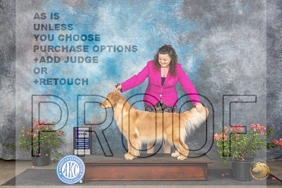 Golden Retriever #38 Sat WB Judge Wendy G Willhauck__JP_5952_San Antonio_2024_HR3