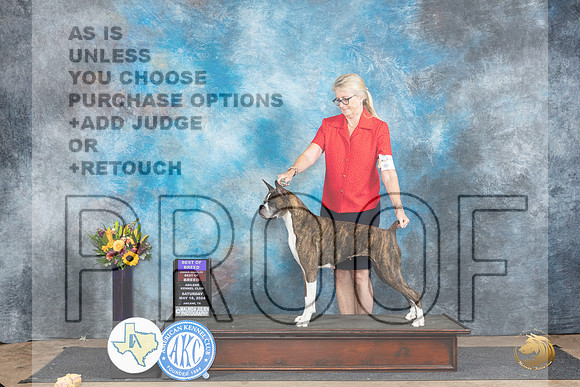 Boxer #8 Sat BOBOHBOB Judge Sharol Candace Way__JP_9940_Abilene_2024_HR3
