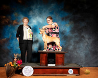 Peruvian Inca Orchid #396 Sun Best Open Judge Laurie Telfair
