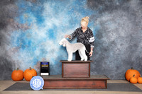 Bedlington Terrier #6 Fri BOB Judge Cindy Lane