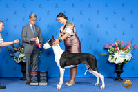 Great Dane #24 FRI BOS BOBOH Judge Douglas Johnson
