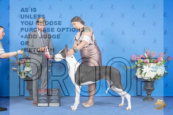 Great Dane #24 FRI BOS BOBOH Judge Douglas Johnson__JP_8974_Houston_2024_HR3