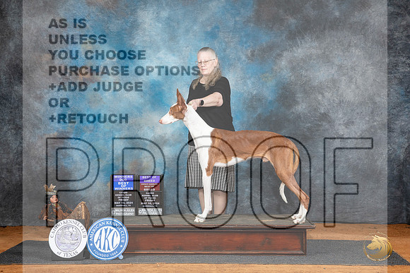 Ibizan Hound #5 BOWBOB Judge Karen Hynek__JP_7112_MARSHALL_2024_HR3