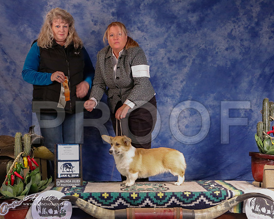 CorgPW-2886-GRJan14-HR