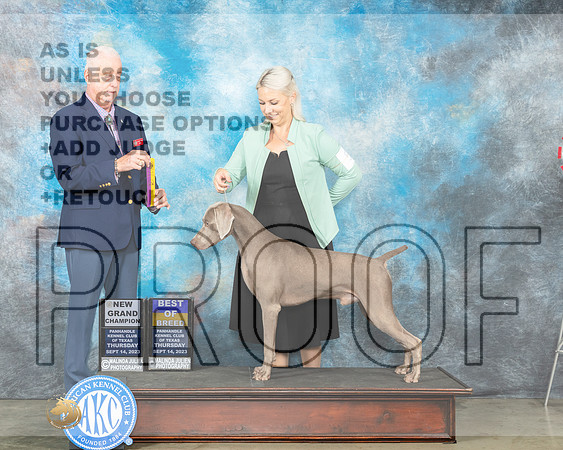 Weimaraner #5 Thur BOBGCH Judge Dr Steve Keating-_JP_3267e_Amarillo2023-HR3