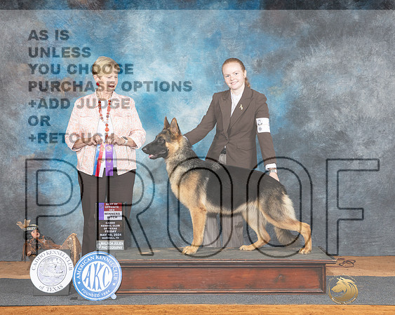 German Shepherd Dog #8 Fri WBBOS Judge Karen Hynek_JP_6908e_Marshall_2024-HR3