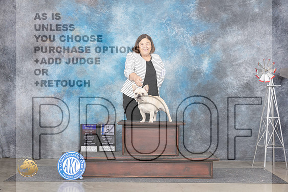 French Bulldog #15 Fri BOBOHBOBBOW Judge Denise Dean r__JP_6525_Amarillo_2024_HR3