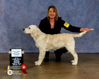 Golden Retriever Kristen Theimer