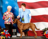 Chesapeake Bay Retriever #6 Sat Maj BOS