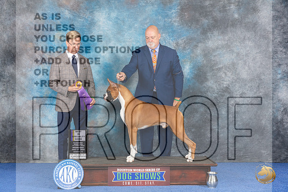 Boxer #5 WED BISS Judge Douglas Johnson__JP_7279_Houston_2024_HR3