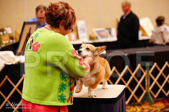 _JJ_9356-HstnCorgiFeb2015-HR3