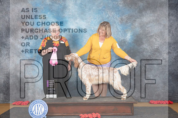 English Setter #12 OHBOB OHG1 Judge Bev Felton__JP_0775_Sulphur Springs_2024_HR3