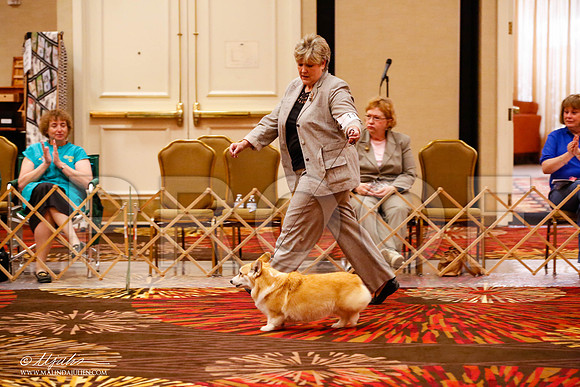 _JJ_9102-HstnCorgiFeb2015-HR3