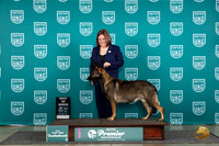 German Shepherd Dog #298 THur T10BOB Judge Stephanie Mueller