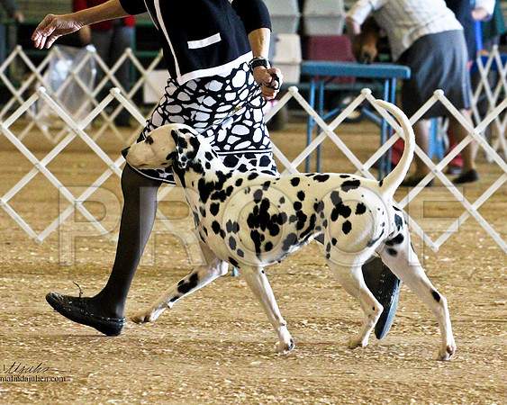 Dal-4193