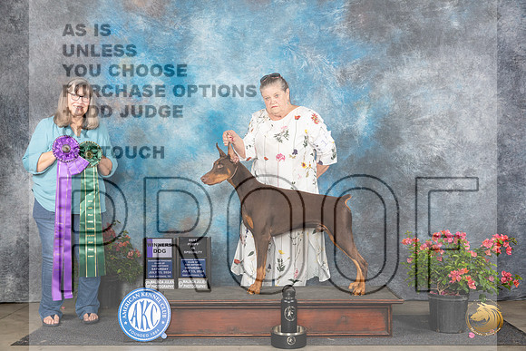 Doberman Pinscher #11 Sat WD Judge Bridget Brown__JP_5111_San Antonio_2024_HR3