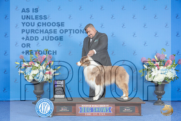 Australian Shepherd #19 SAT WD M Judge Ann Yuhasz__JP_9768_Houston_2024_HR3