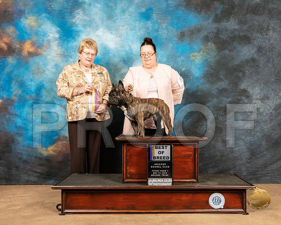 French Bulldog #5 Fr1 BOB Judge Judith Brown_SSR_7630_Ablne2019-HR
