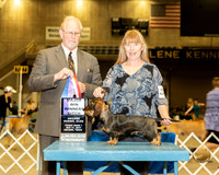 Dachshund Wire #6 Fri1 WB Maj Judge Fred Hyer