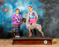 German Shorthaired Pointer #7 Fri1 BOW NCh Judge Pat Trotter