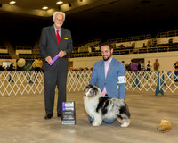 Shetland Sheepdog #24 Fri1 WB Maj Judge Houston Clark