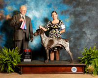 German Shorthaired Pointer #9 Fri2 BOS Judge Fred Hyer