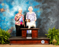 Papillon #7 Fri1 BOW Judge Gloria Kerr