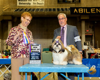 Shih Tzu #7 Fri1 BOB Maj Judge Patricia Hastings