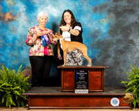 Italian Greyhound #12 Fri1 WB Maj Ch Judge Gloria Kerr