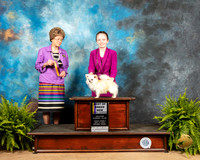Chihuahua Long Coat #21 Fri1 Judge Patricia Trotter
