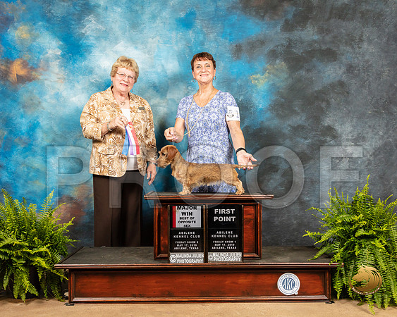 Dachsund Wire #10 Fri2 BOB Maj Judge Judy Brown_SSR_7675_Ablne2019-HR