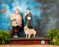 Miniature American Shepherd #16 Fri2 BOS Judge Judy Brown