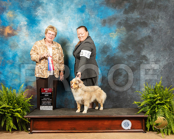 Miniature American Shepherd #16 Fri2 BOS Judge Judy Brown_SSR_7672_Ablne2019-HR