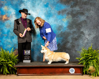 Pembroke Welsh Corgi #6 Fri2 BOB Judge Lee Herr