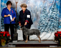 Australian Cattle Dog #29 Fri BOW Maj Reavis Susan Judge Wendy L Paquette