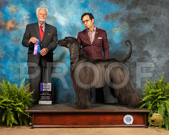 Afghan Hound #11 Fri2 WD NCh Judge Houston Clark_SSR_7697_Ablne2019-HR