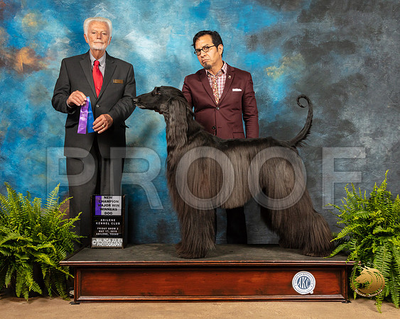 Afghan Hound #11 Fri2 WD NCh Judge Houston Clark_SSR_7696_Ablne2019-HR