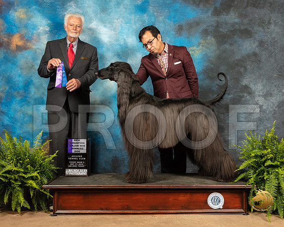 Afghan Hound #11 Fri2 WD NCh Judge Houston Clark_SSR_7699_Ablne2019-HR