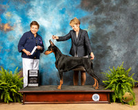 Doberman Pinscher #12 Fri NGrCh