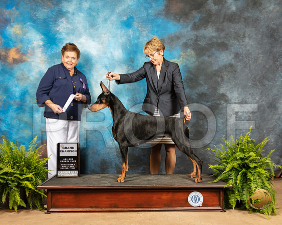 Doberman Pinscher #12 Fri NGrCh_SSR_7724_Ablne2019-HR