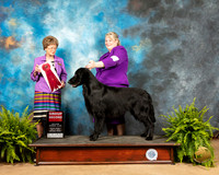 Flat Coated Retriever #7 Fri1 G2 Judge Patricia Trotter