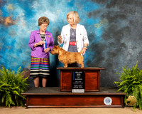 Norwich Terrier #5 Fri2 BOW Maj Judge Patricia Trotter