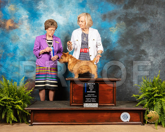Norwich Terrier #5 Fri2 BOW Maj Judge Patricia Trotter_SSR_7692_Ablne2019-HR