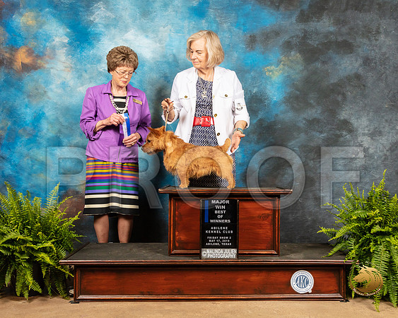 Norwich Terrier #5 Fri2 BOW Maj Judge Patricia Trotter_SSR_7693_Ablne2019-HR